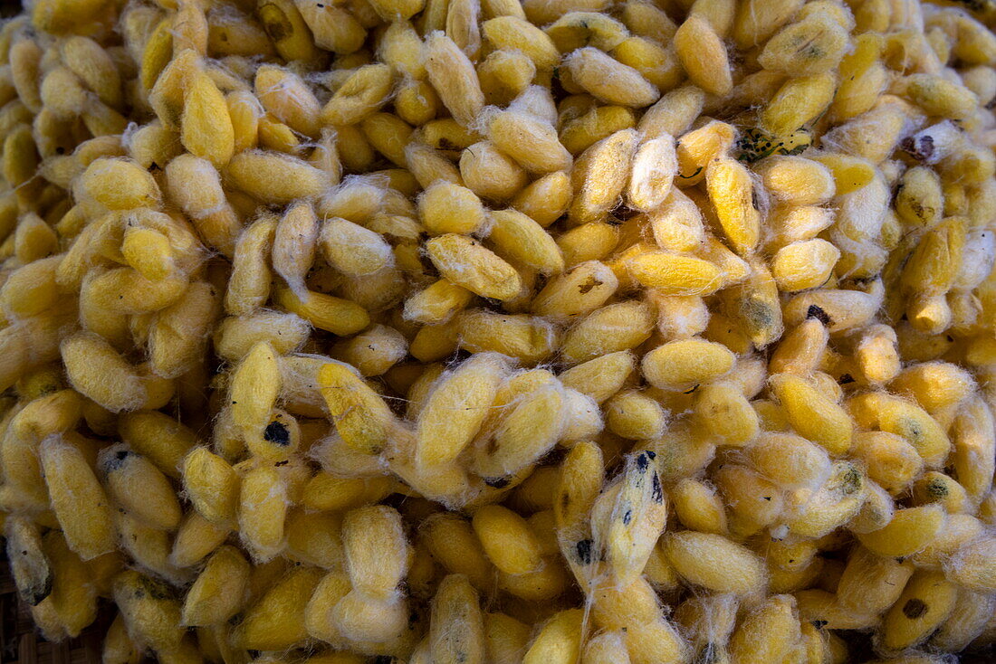  Detail of the cocoons of golden silkworms in a handicraft factory on &quot;Silk Island&quot;, Kaoh Oknha Tei, Khsach Kandal District, Kandal, Cambodia, Asia 