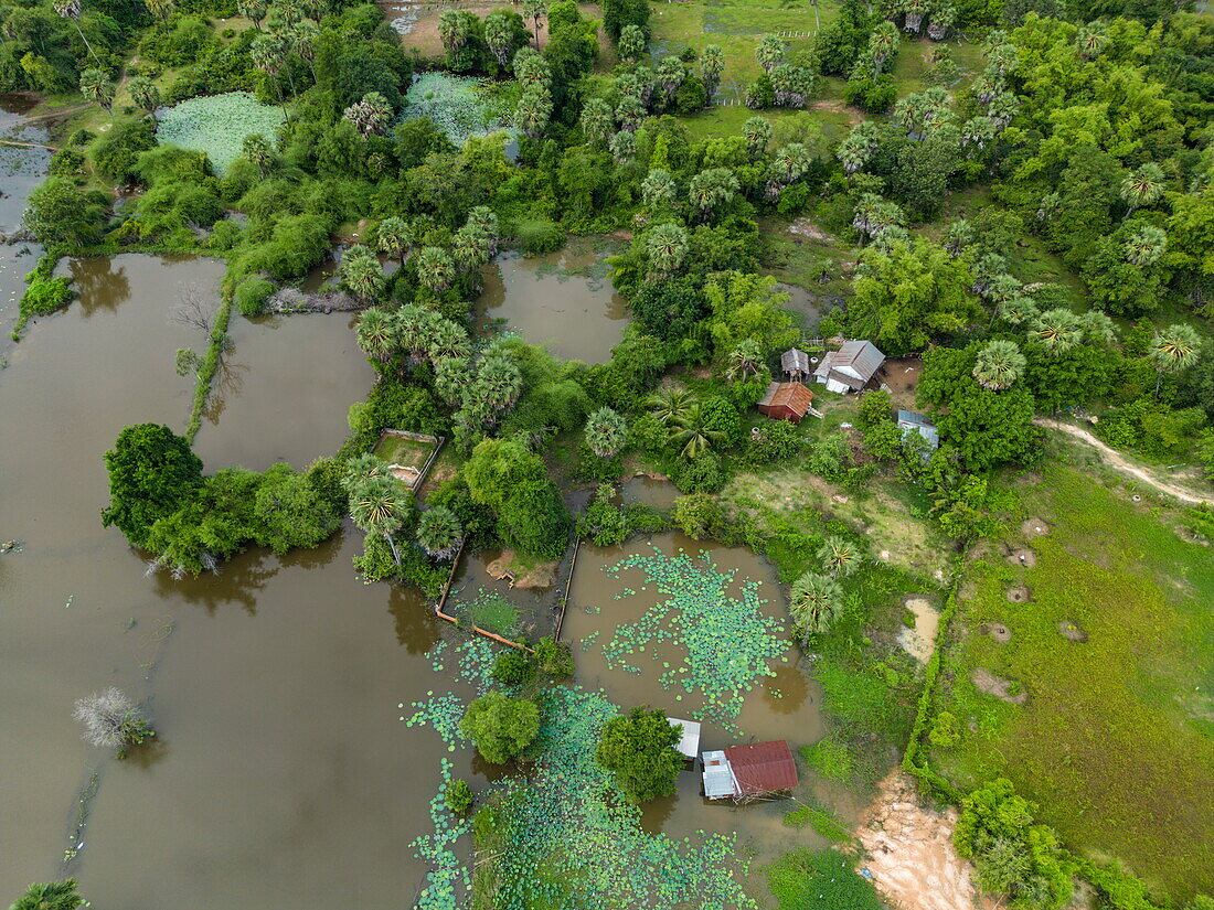 Luftaufnahme von Lotusblumen in einem Teich inmitten grüner Bäume, Kampong Tralach, Distrikt Kampong Tralach, Kampong Chhnang, Kambodscha, Asien