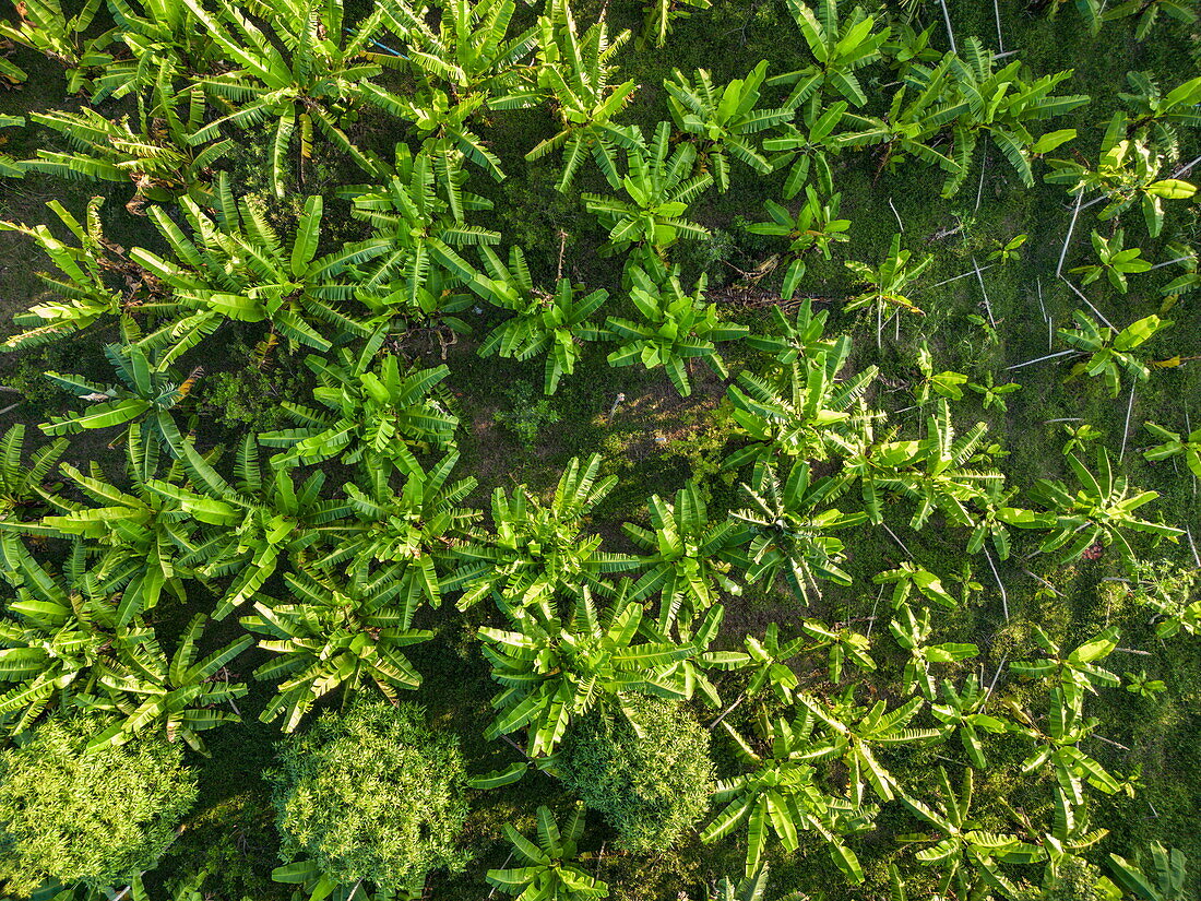 Luftaufnahme einer Bananenplantage auf der Seideninsel 'Silk Island', Kaoh Oknha Tei, Kandal District, Kambodscha, Asien