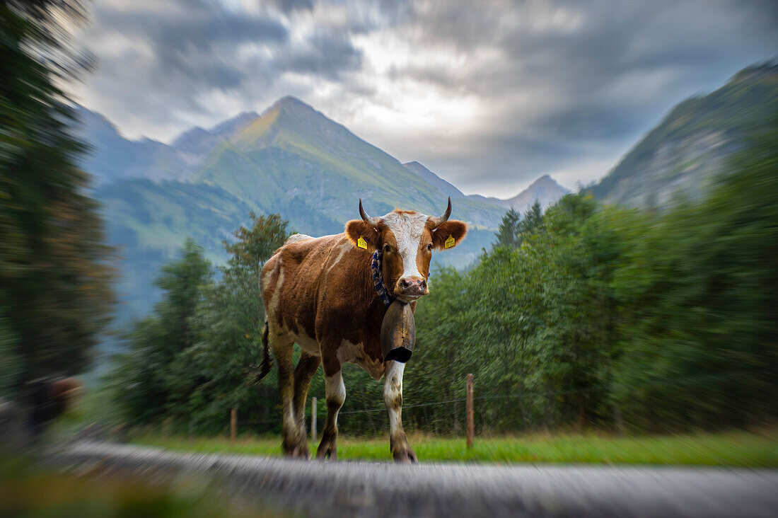  Almabtrieb, Viehscheid Oberstdorf, cow with horns and cowbell in front of mountain panorama, horned cows, Stillachtal, Alps, Oberallgäu, Germany\n 