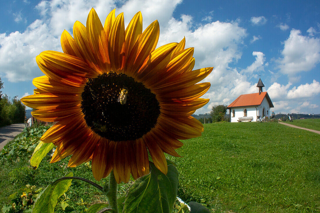  Small chapel in the Oberallgäu, village idyll, bee pollinates sunflower, village chapel, church, Alps, Oberallgäu, Bavaria, Germany\n 