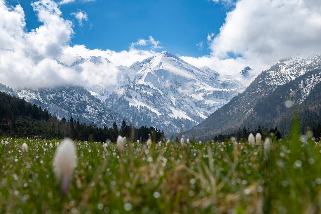  Crocus meadow Stillachtal with snow-covered mountain panorama, crocuses, early bloomers, pasture, Alps, Oberallgäu, Bavaria, Germany\n 