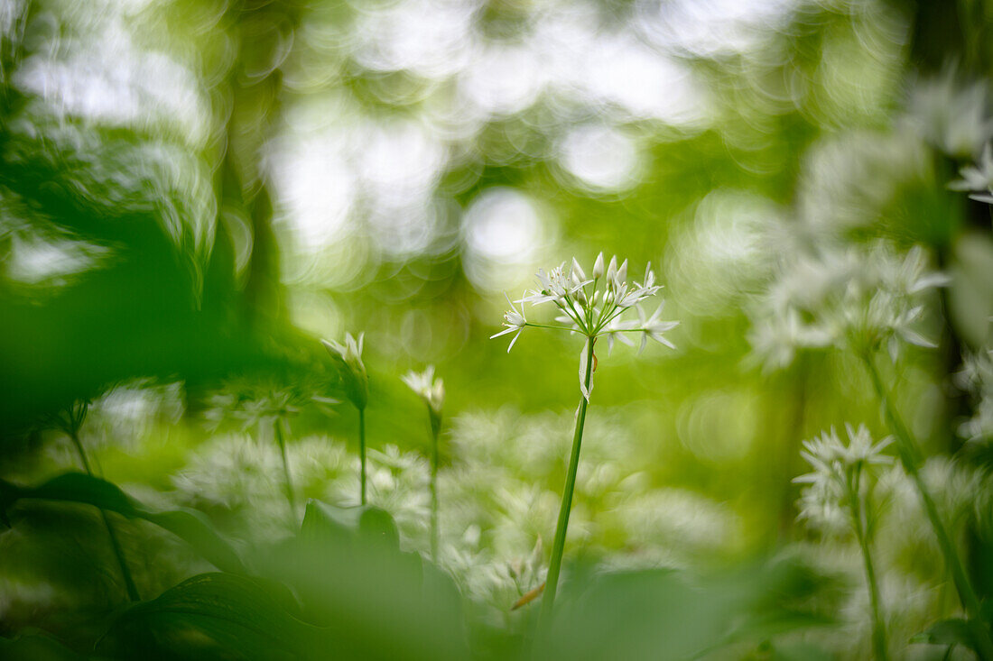  Wild garlic forest with flowering wild garlic, wild garlic field, wild garlic time, wild herbs, medicinal plant, Saar-Hunsrück Nature Park, Saarland, Germany\n 