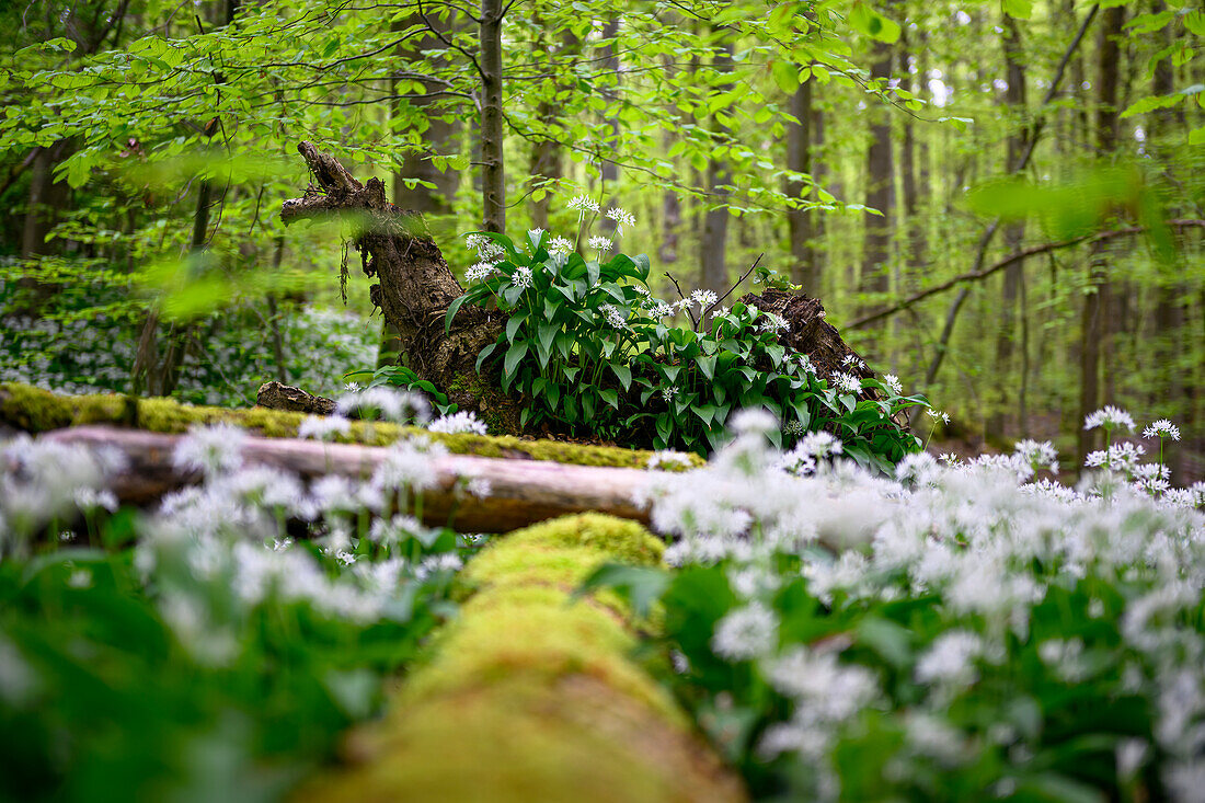 Bärlauch Wald mit blühendem Bärlauch, Wildkräuter, Heilpflanze, Naturpark Saar-Hunsrück, Saarland, Deutschland