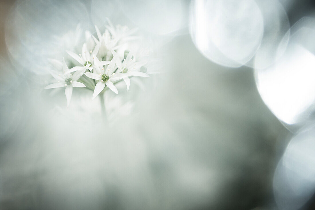  Wild garlic blossom abstract in the wild garlic forest, wild garlic field, wild garlic time, wild herbs, medicinal plant, Saar-Hunsrück Nature Park, Saarland, Germany\n 