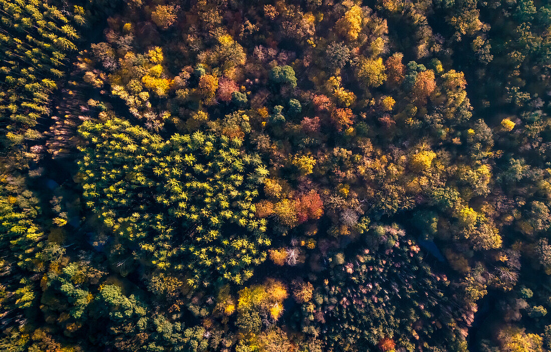  Aerial photography, drone photography, autumn forest, mixed forest, Indian Summer, autumn landscape, Spreewald, local recreation area, Brandenburg, Germany\n 