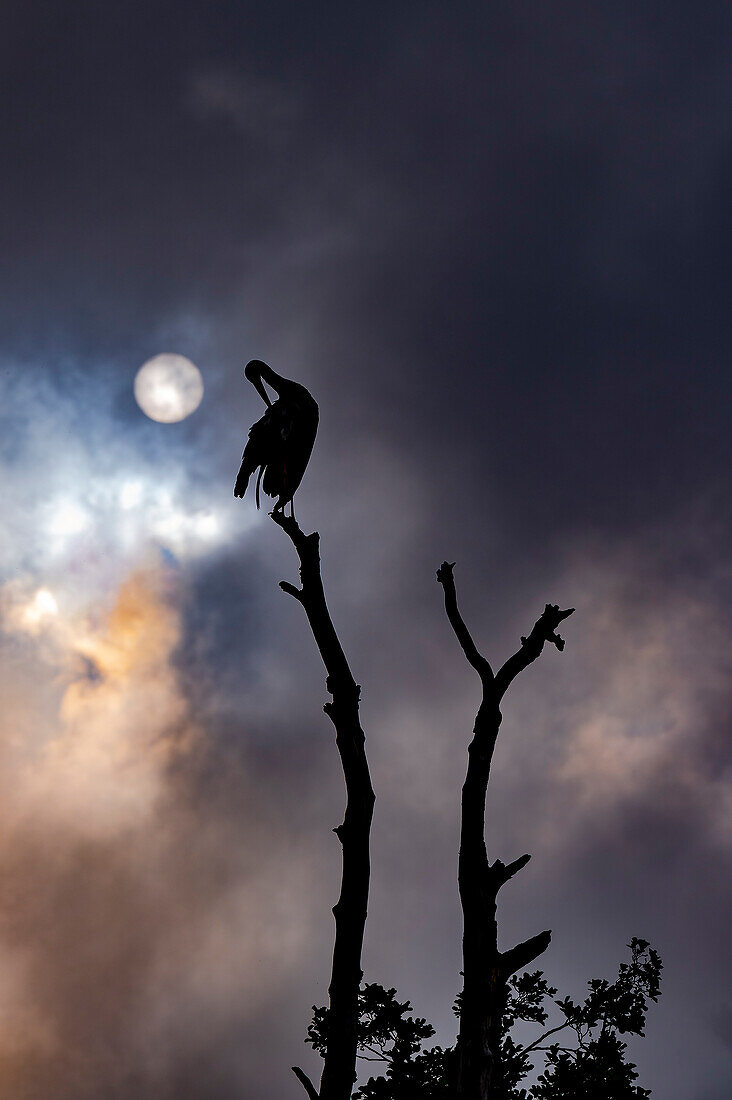 Weißstorch, Storch auf Ast sitzend mit Vollmond und dramatischem Wolkenhimmel, Storchendorf, UNESCO Biosphärenreservat, Spreewald, Naherholungsgebiet, Brandenburg, Deutschland