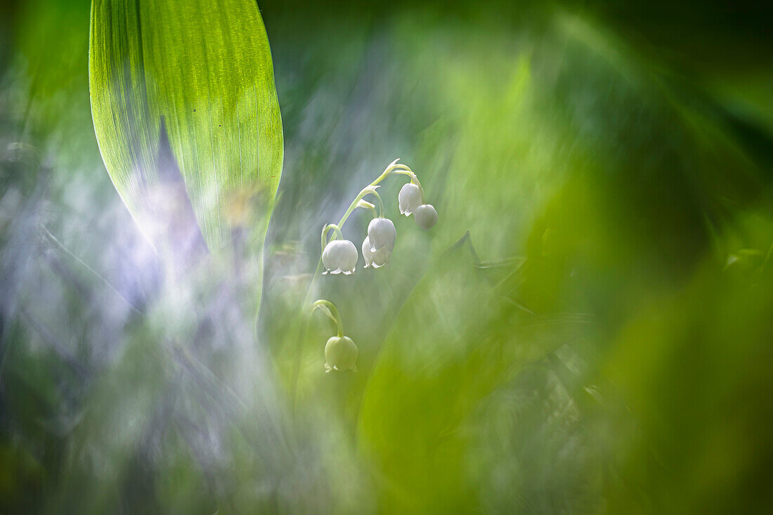  Lily of the valley in bloom, asparagus family, poisonous plant, abstract, light reflections, UNESCO biosphere reserve, Spreewald, local recreation area, Brandenburg, Germany\n 