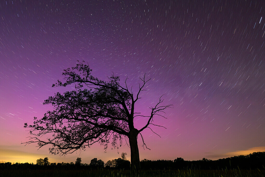  Northern lights over the Spreewald in front of tree silhouette, long exposure, night shot, star trails, aurora borealis, UNESCO biosphere reserve, Spreewald, local recreation area, Brandenburg, Germany\n 