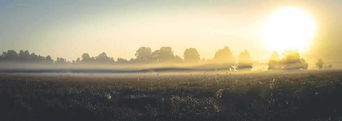 Feuchtwiese im Nebel zur goldenen Stunden, Offenlandschaft, Nebelschwaden, UNESCO Biosphärenreservat, Spreewald, Brandenburg, Naherholungsgebiet, Deutschland, Panorama