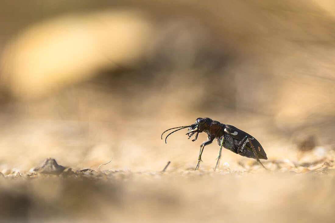  Tiger beetle in the sand, ground beetle, close-up, macro, macro shot, Dahme-Spreewald military training area, Brandenburg, Germany\n 