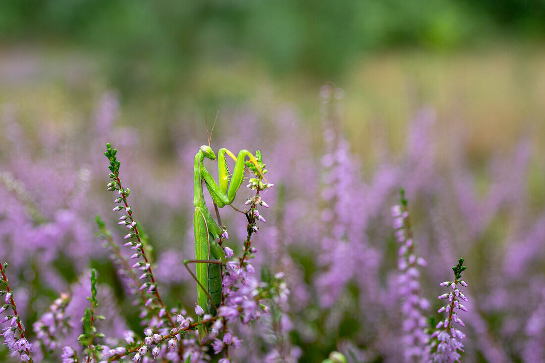  Insect, praying mantis in hunting pose, European praying mantis between flowering heather, heath landscape, heather blossom, UNESCO biosphere reserve, Spreewald, local recreation area, Brandenburg, Germany\n 