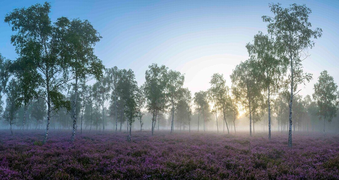  Blooming heathland in the morning light, blue hour, and morning mist between birch trees, birch trees, birch forest, Dahme-Spreewald military training area, Brandenburg, Germany, panorama\n 