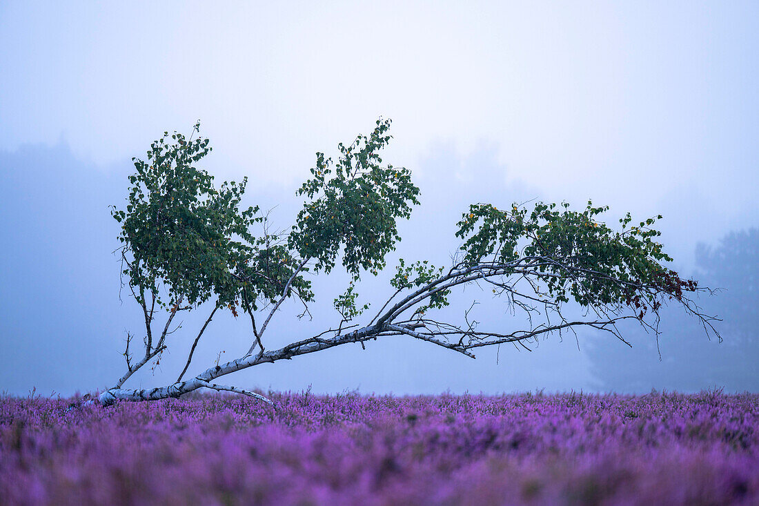 Blühende Heidelandschaft im Morgennebel zwischen Birkenbäumen, Nebel, Birken, Birkenwald, Truppenübungsplatz Dahme-Spreewald, Brandenburg, Deutschland