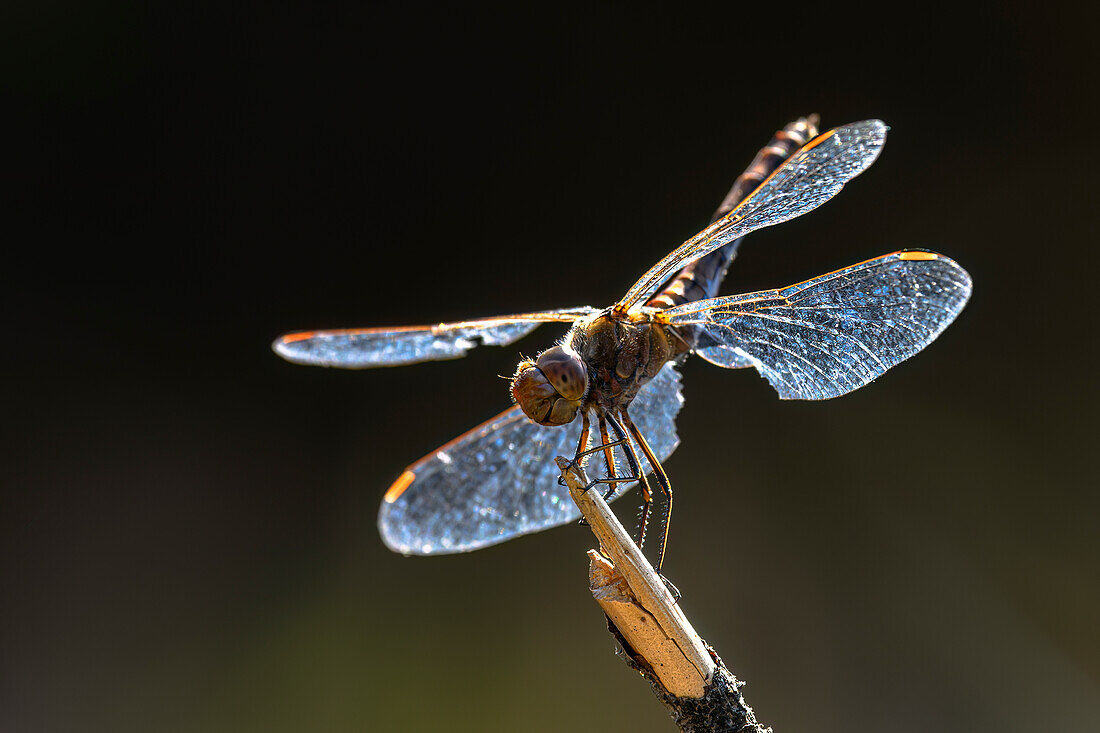  Insect close-ups of a common darter on an exposed branch in sunlight, macro, macro shots, dragonfly, dragonflies, UNESCO biosphere reserve, Spreewald, local recreation area, Brandenburg, Germany\n 