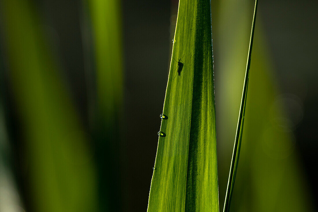 Insekt Mücke, Mosquito auf Schilfblatt, Licht und Schatten, Nahaufnahme, UNESCO Biosphärenreservat, Spreewald, Naherholungsgebiet, Brandenburg, Deutschland