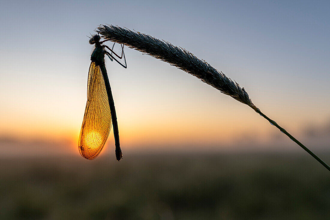  Insect dragonfly on blade of grass in wet meadow, grassland, sunrise, backlight, UNESCO biosphere reserve, Spreewald, local recreation area, Brandenburg, Germany\n 