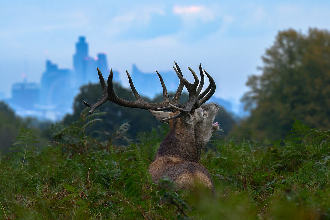  Red deer stag during the rut with the skyline of London in the background, Richmond Park, Greater London, London, UK, Great Britain, \n 