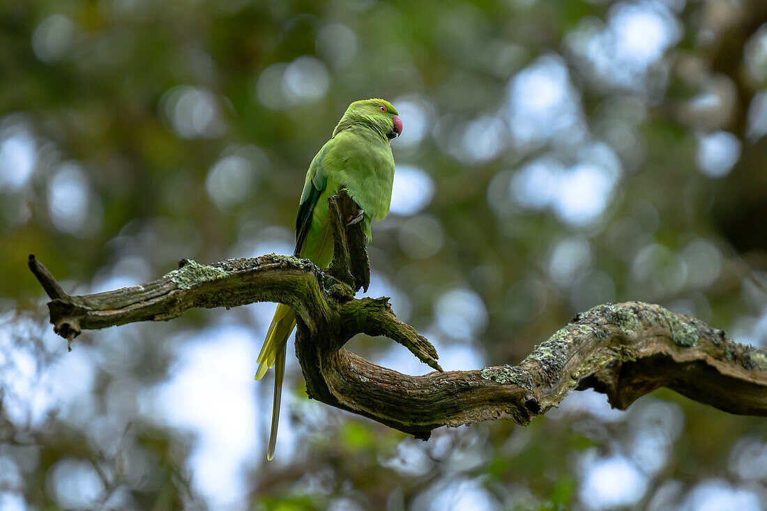 Papagei, Halsbandsittiche in Baum, Kleiner Alexandersittich, Richmond Park, Greater London, UK, Großbritannien