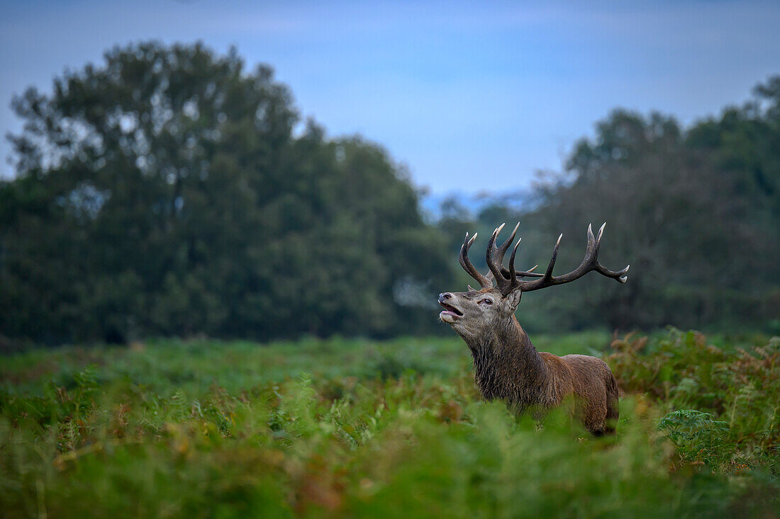 Rotwild Platzhirsch bei der Brunft, Richmond Park, Greater London, England