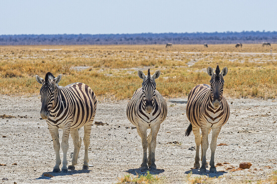 Steppenzebra, Okaukuejo, Etosha Nationalpark, Nambia, Afrika