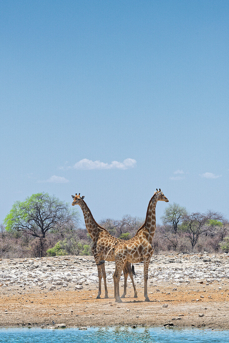 Zwei Giraffen am Klein Namutoni Wasserloch, Okaukuejo, Etosha Nationalpark, Nambia, Afrika