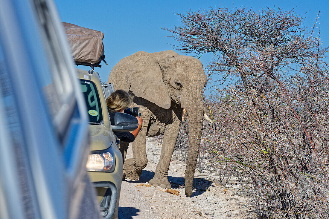  An elephant crossing the road, Okaukuejo, Etosha National Park, Namibia, Africa 