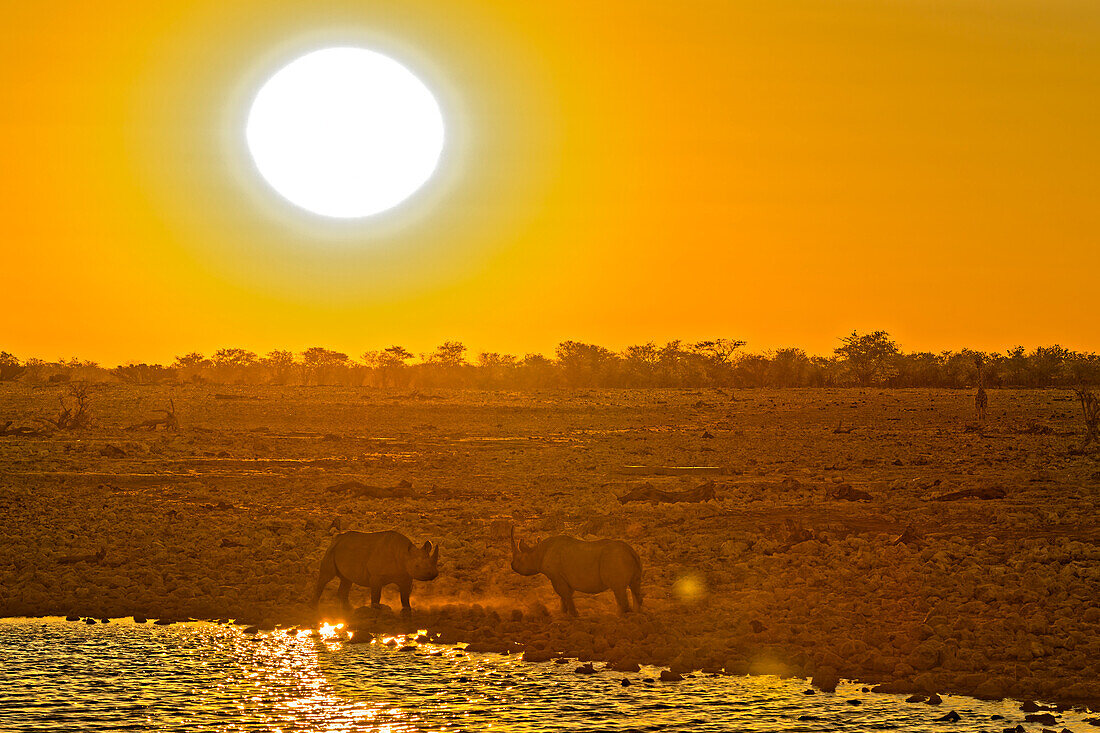  Rhinos at sunset at the waterhole in the camp, Okaukuejo, Etosha National Park, Namibia, Africa 