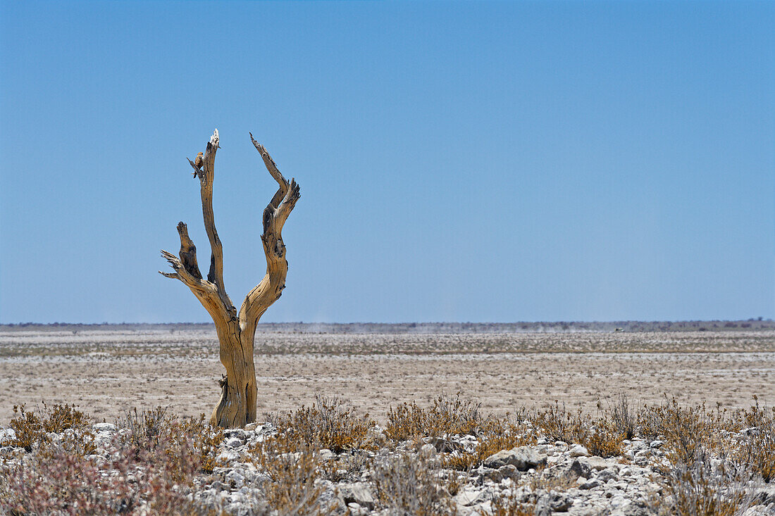  A solitary tree in the Etosha Pan, Okaukuejo, Etosha National Park, Namibia, Africa 