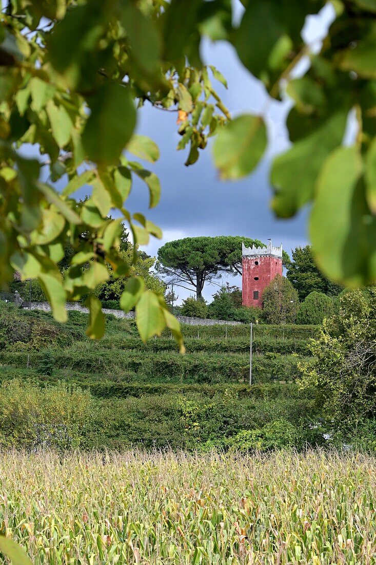 Weinbau bei Tarcento bei Udine, Friaul, Nord-Italien