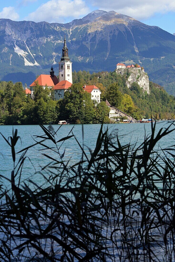  at Lake Bled with lake island Sveti Maria and castle, Bled, Julian Alps, Slovenia 