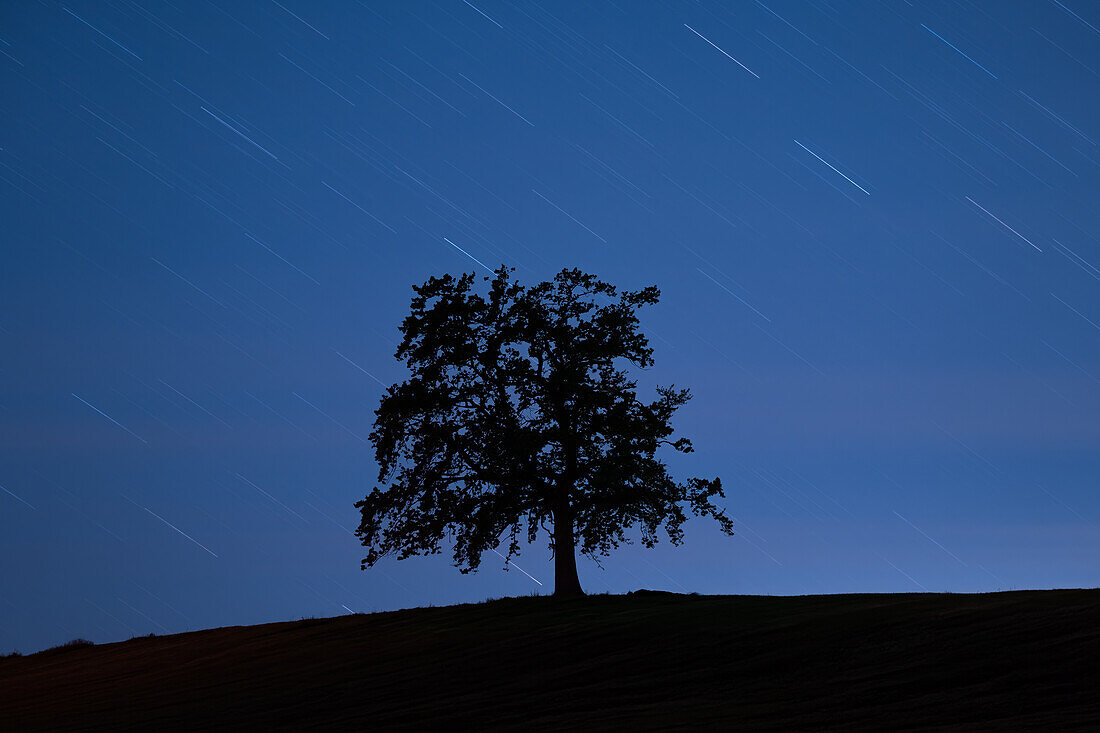 Baum in der Nacht mit Sternspuren, Oberbayern, Deutschland, Europa