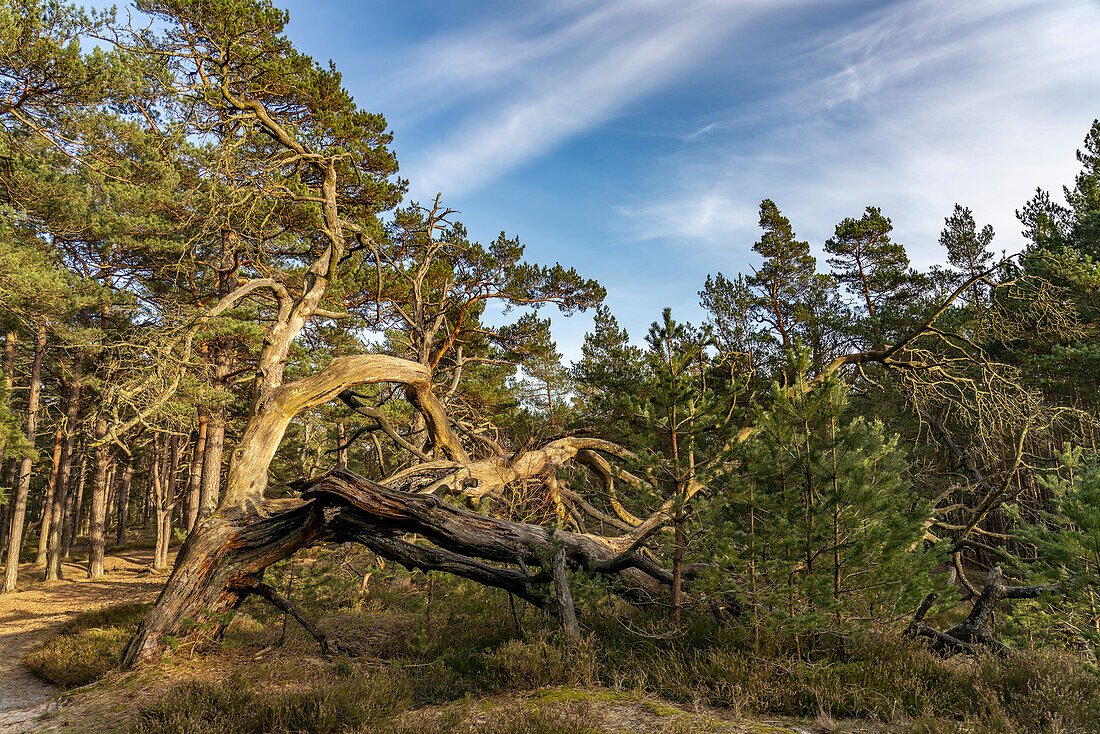 Darßer Urwald im Darßer Ort, Nationalpark Vorpommersche Boddenlandschaft, Mecklenburg-Vorpommern, Deutschland 