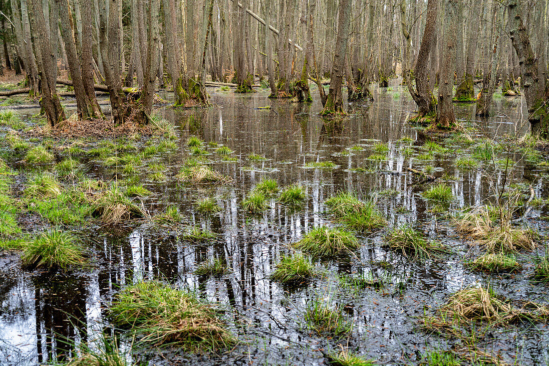 Naturschutzgebiet Ribnitzer Großes Moor bei Graal-Müritz, Mecklenburg-Vorpommern, Deutschland 