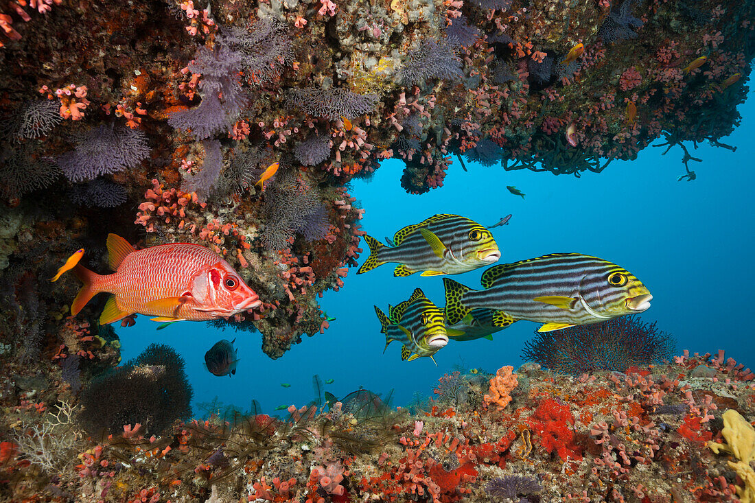 Orientalische Suesslippe und Grossdorn-Husarenfisch, Plectorhinchus vittatus, Sargocentron spiniferum, Sued Male Atoll, Indischer Ozean, Malediven