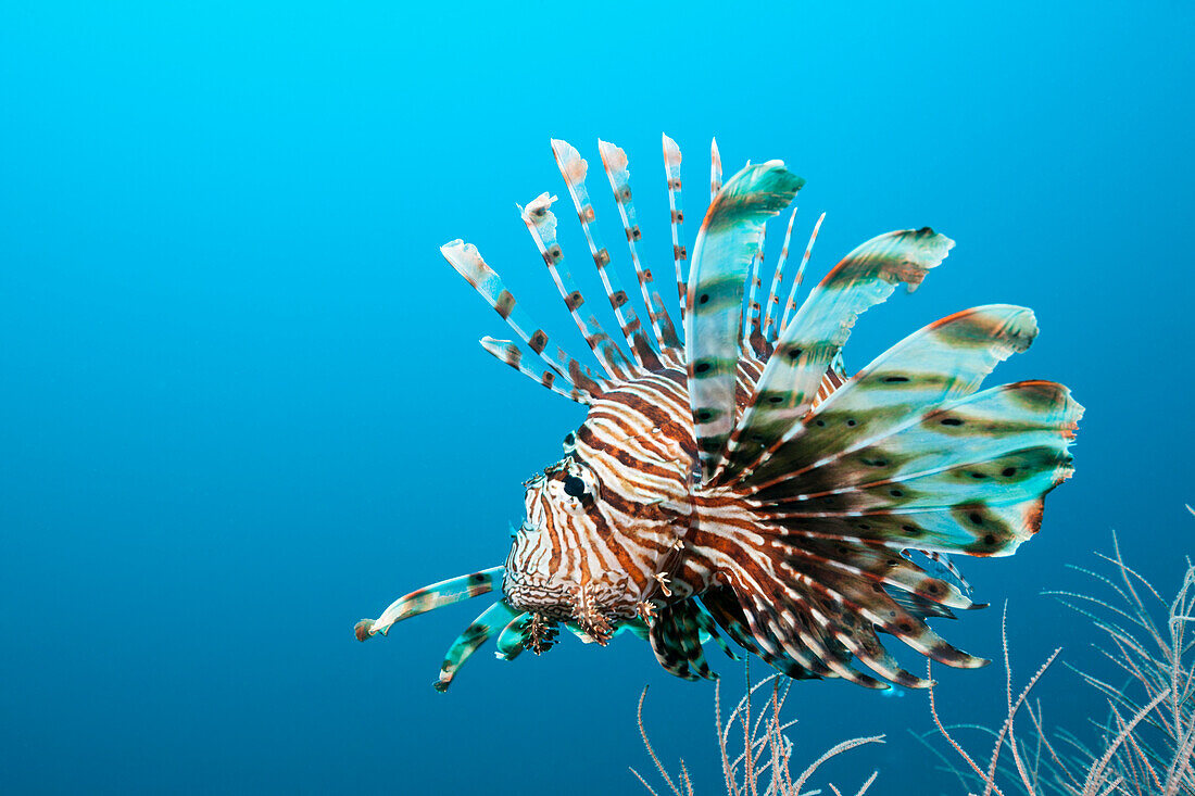  Indian lionfish, Pterois miles, Felidhu Atoll, Indian Ocean, Maldives 