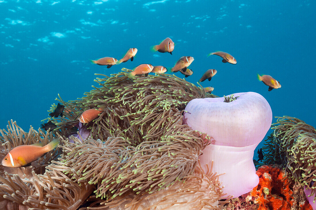 Malediven-Anemonenfische, Amphiprion nigripes, Felidhu Atoll, Indischer Ozean, Malediven