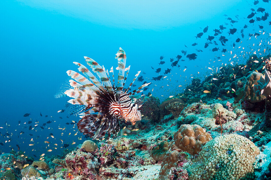 Indischer Rotfeuerfisch, Pterois Miles, Felidhu Atoll, Indischer Ozean, Malediven 