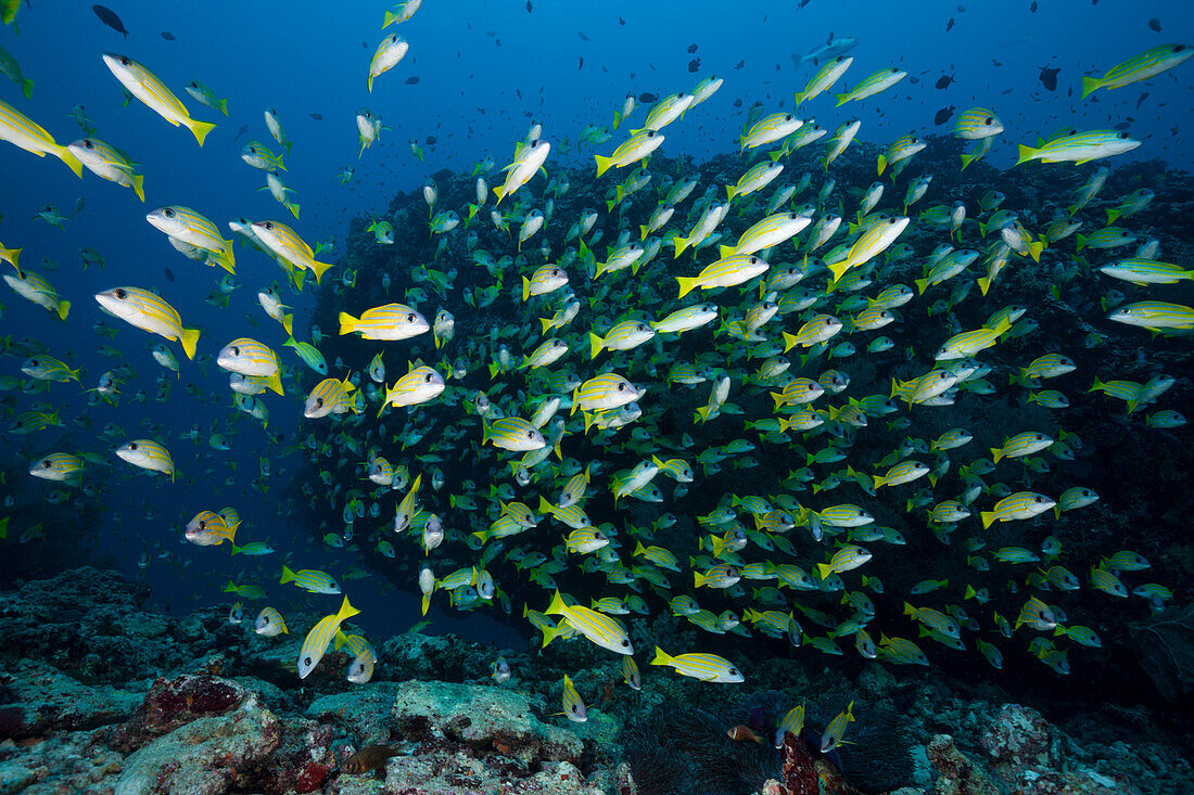 Schwarm Blaustreifen-Schnapper, Lutjanus kasmira, Felidhu Atoll, Indischer Ozean, Malediven 