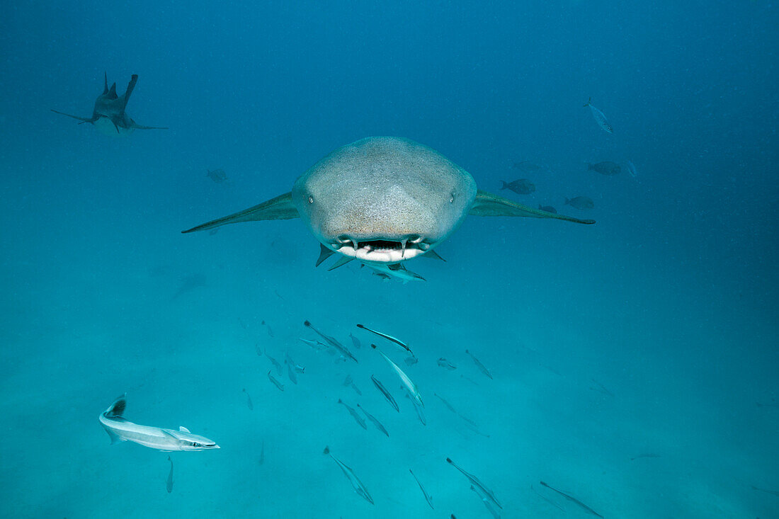  Nurse shark, Nebrius ferrugineus, Felidhu Atoll, Indian Ocean, Maldives 