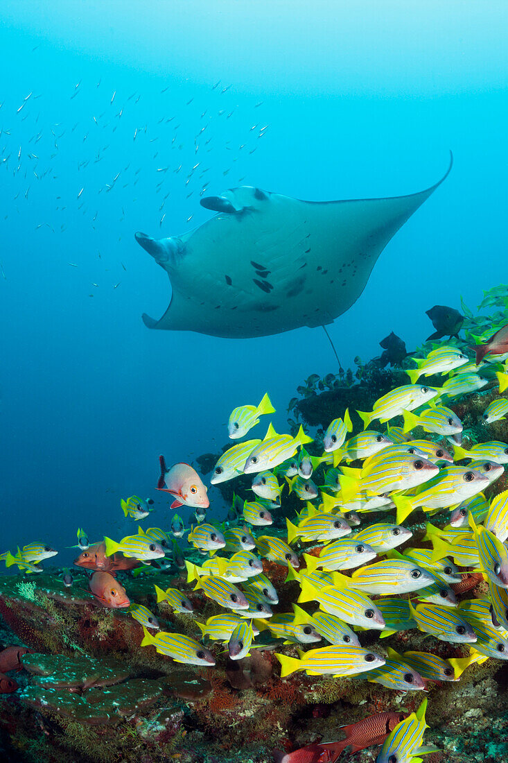  Reef manta ray and blue-striped snapper, Manta alfredi, Lutjanus kasmira, Ari Atoll, Indian Ocean, Maldives 