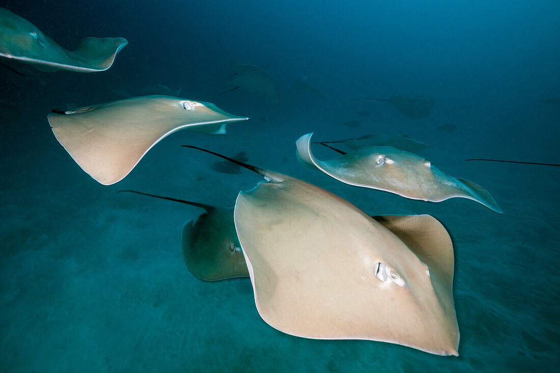 Lila Peitschenschwanz Rochen, Pateobatis fai, Nord Male Atoll, Indischer Ozean, Malediven