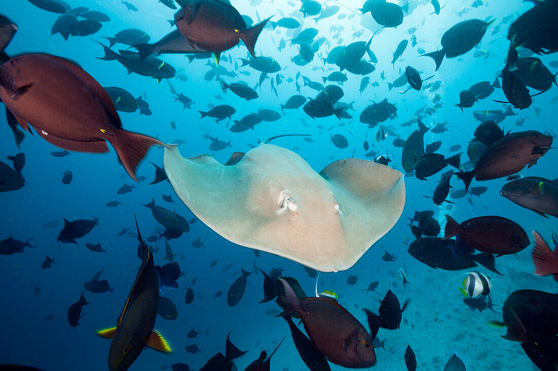  Purple whiptail ray, Pateobatis fai, North Male Atoll, Indian Ocean, Maldives 