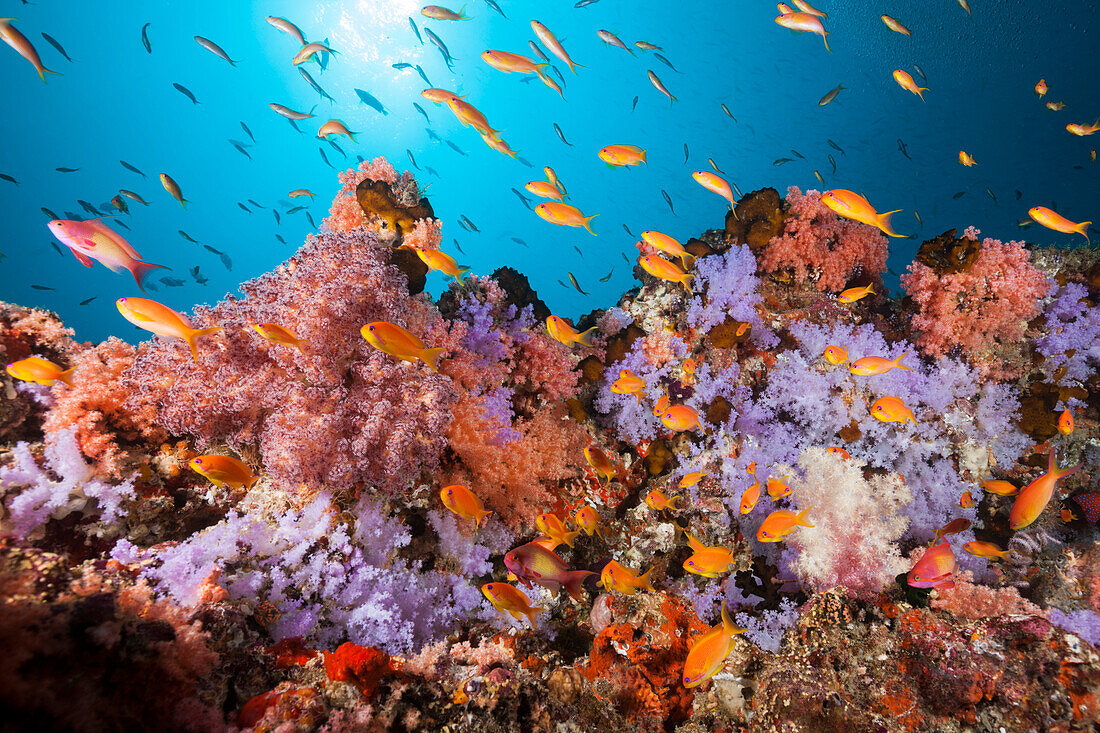  Colorful coral reef, North Male Atoll, Indian Ocean, Maldives 