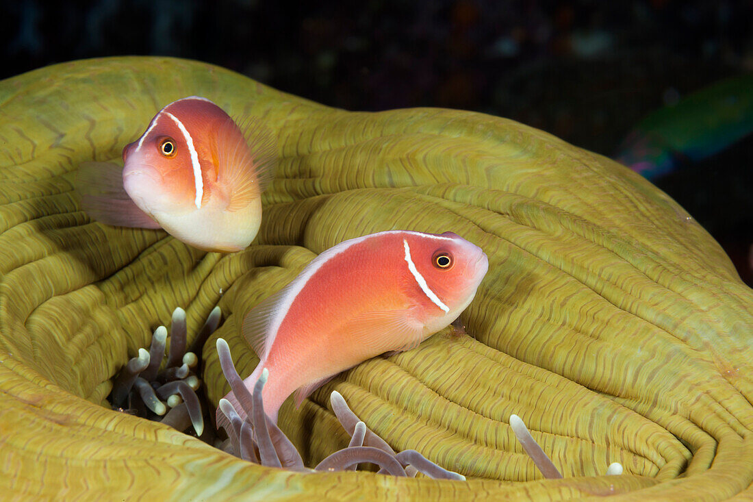 Halsband-Anemonenfisch, Amphiprion perideraion, Forgotten Islands, Indonesien