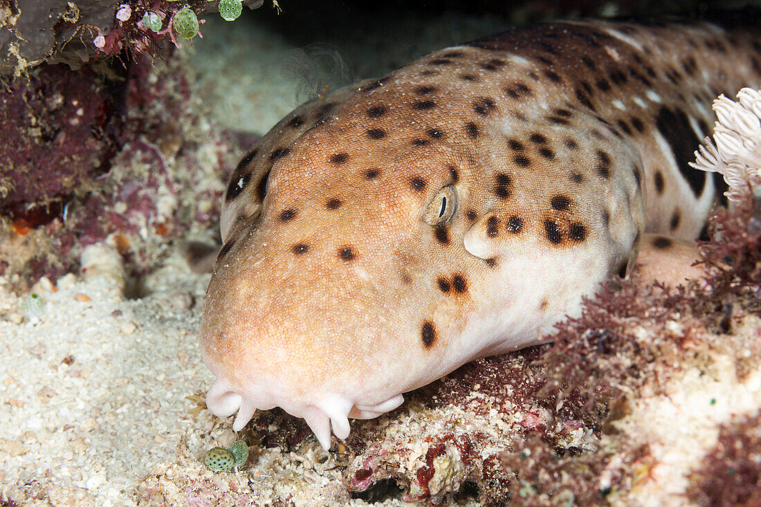  Epaulette shark, Hemiscyllium ocellatum, Raja Ampat, West Papua, Indonesia 