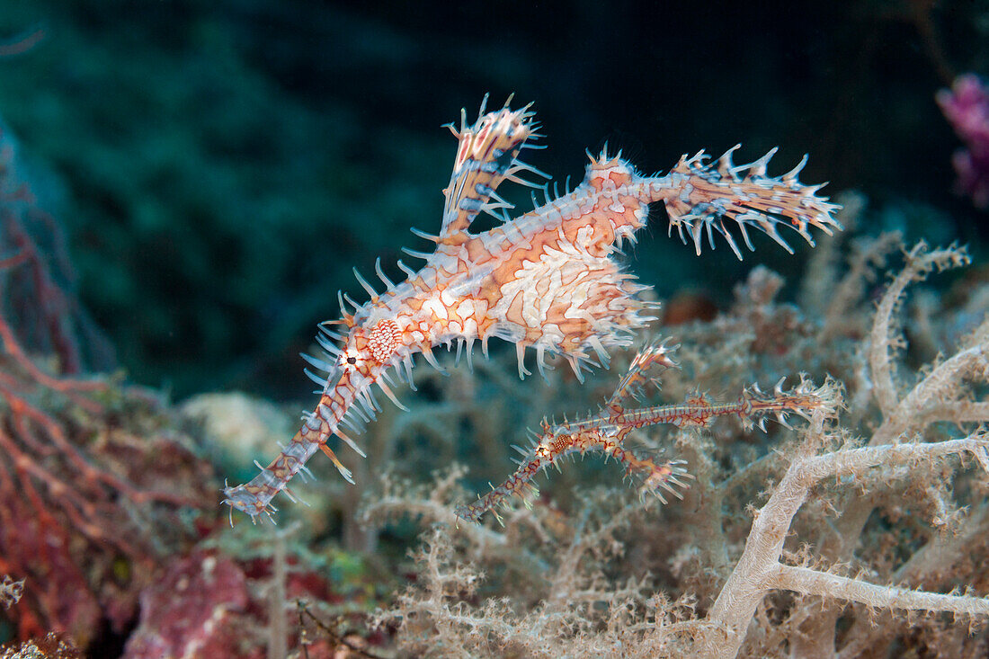  Two harlequin ghost pipefish, Solenostomus paradoxus, Forgotten Islands, Indonesia 