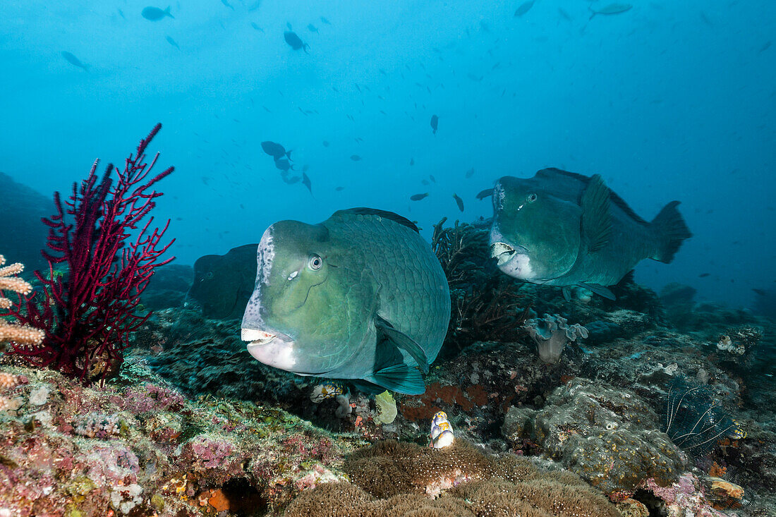 Schwarm Bueffelkopf-Papageifische, Bolbometopon muricatum, Raja Ampat, West Papua, Indonesien