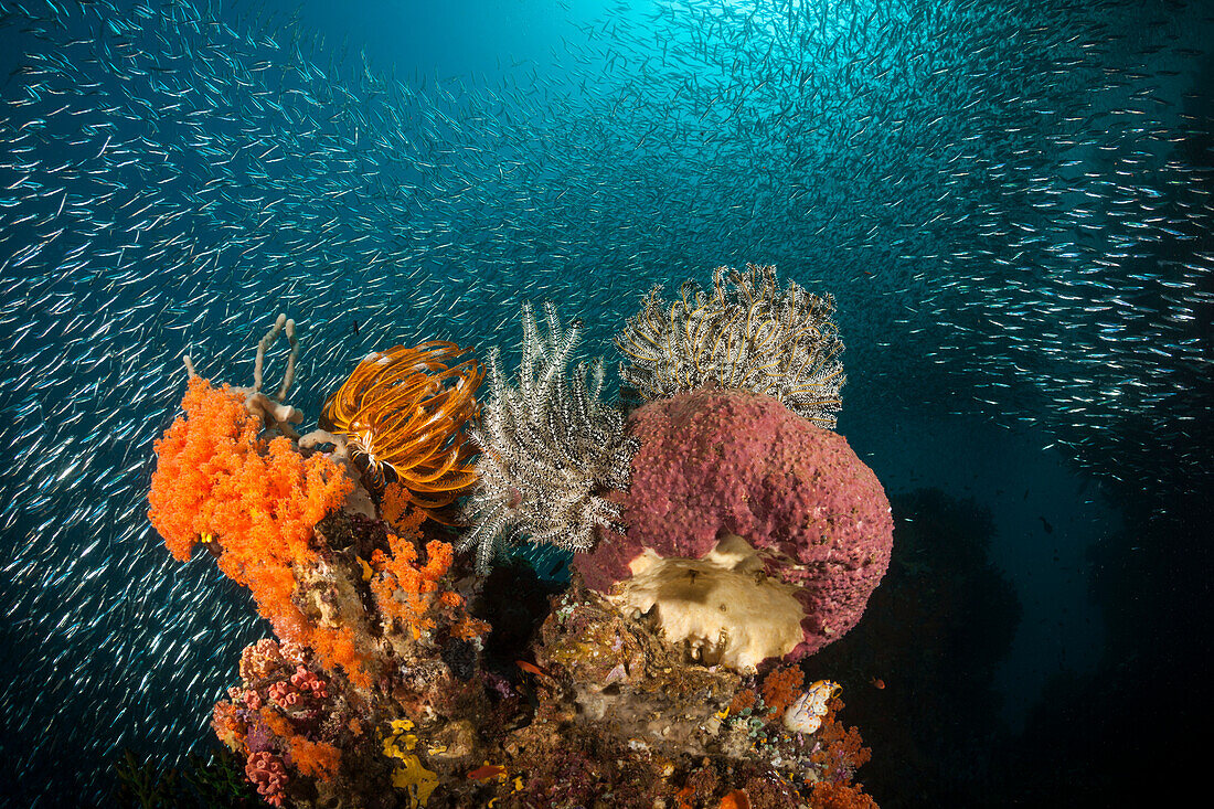  Colorful coral reef, Raja Ampat, West Papua, Indonesia 