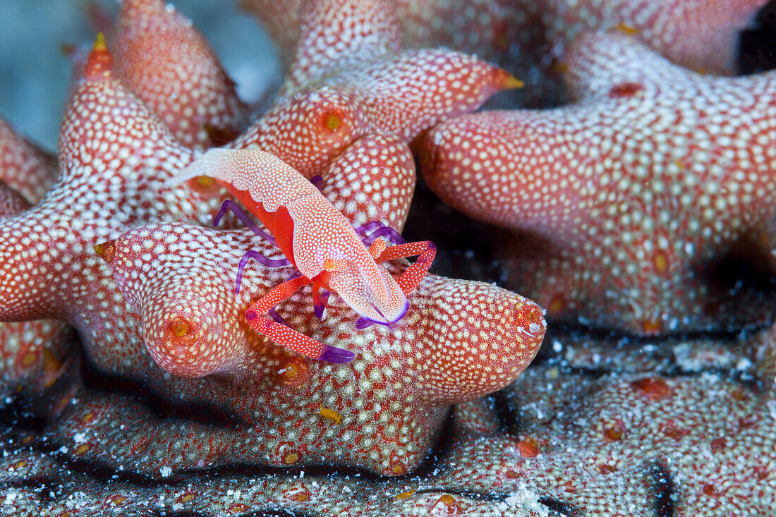 Imperator-Garnele, Periclimenes imperator, Raja Ampat, West Papua, Indonesien